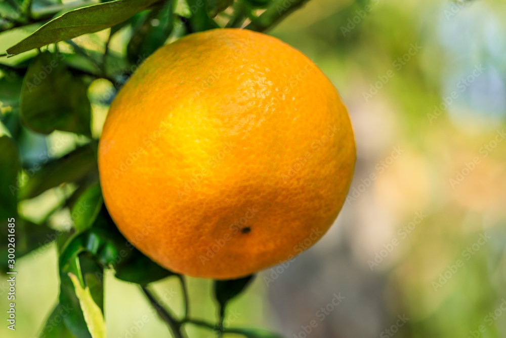 Ripe oranges in autumn orchard Ripe oranges in autumn orchard