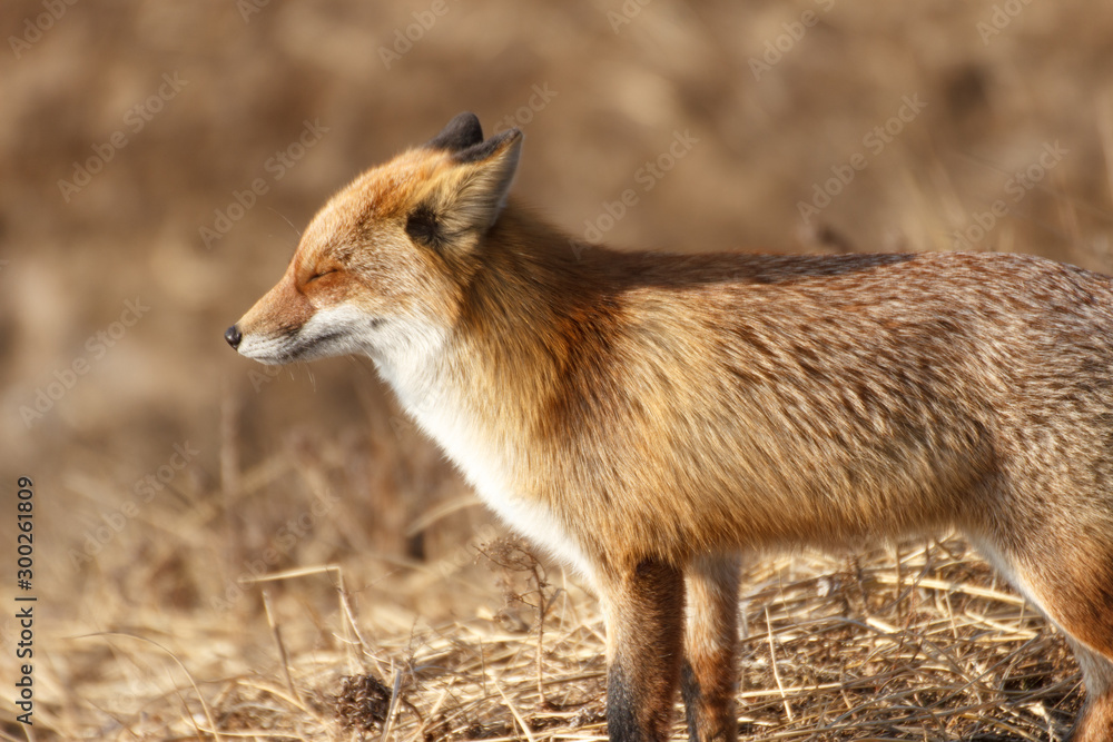 The fox in the autumn forest squints at the sun and closes its eyes. The fox in the autumn forest squints at the sun and closes its eyes.