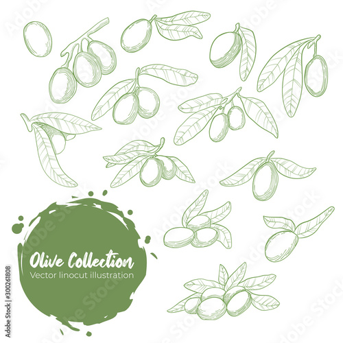 Olive outline sketch element set, olive branches isolated over white background, leaves, olives, vector hand drawn illustration