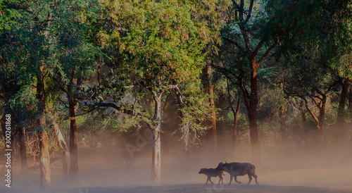 African buffalo cow and calf caught in a dust storm image with copy space in horizontal format photo