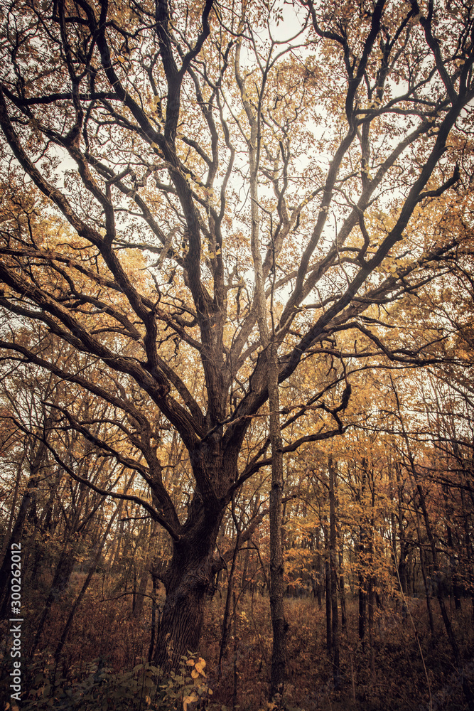 Fototapeta premium silhouette of tree