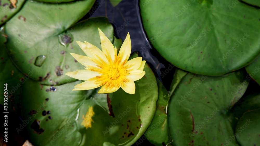 water lily in pond