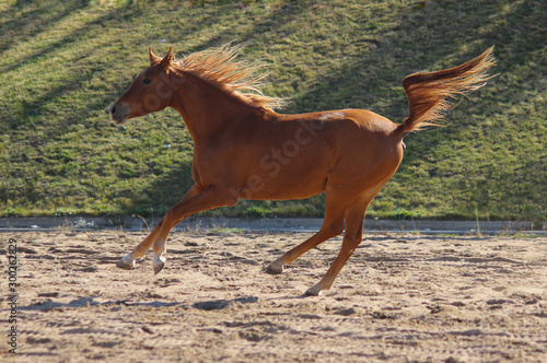 purebred young Arabian mare jumps and plays on the field  flying and waving tail  cheerful youth 