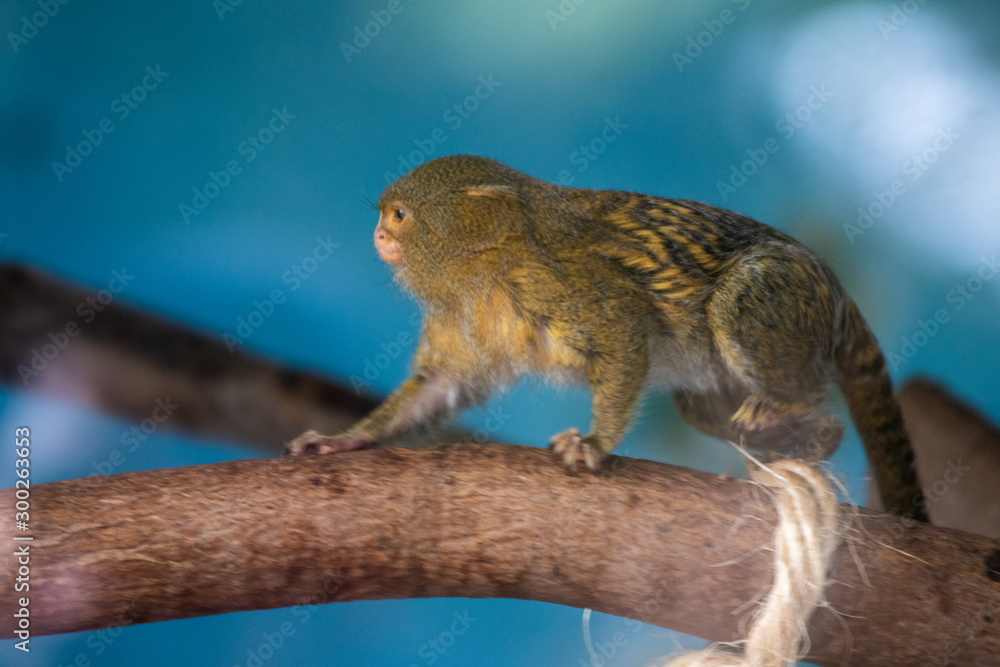 Lion monkey from the jungle of Peru. Lion monkey from the jungle of Peru.