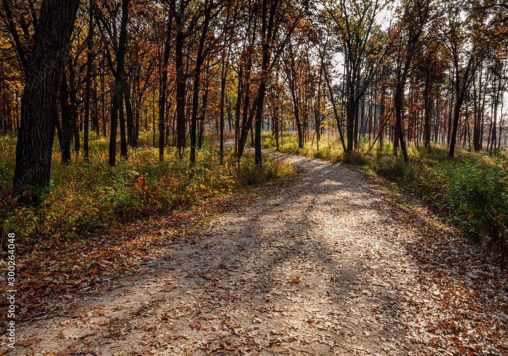 Fototapeta premium 649-06 Autum Trail