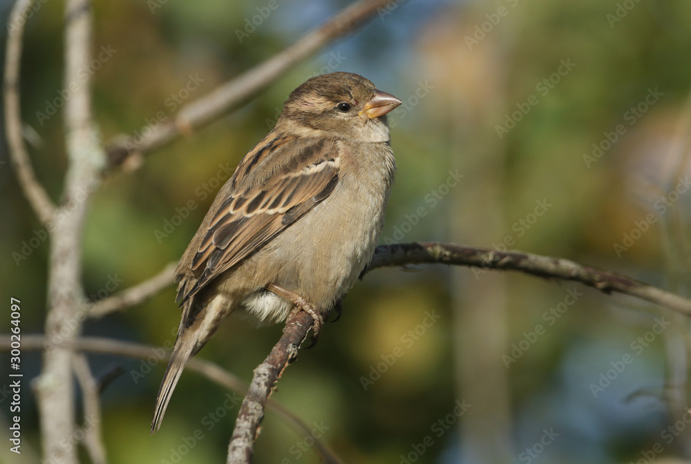 A pretty female House Sparrow, Passer domesticus, perching on a branch in a tree. A pretty female House Sparrow, Passer domesticus, perching on a branch in a tree.