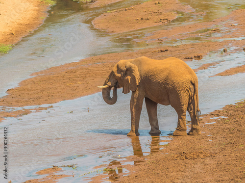 African elephant isolated in its natural environment at the Luvuvhu river at Pafuri in the Kruger National Park in South Africa image in horizontal format with copy space photo