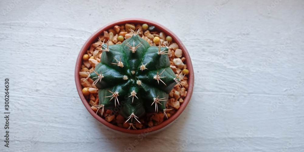 Cactus in flowerpot on the white background