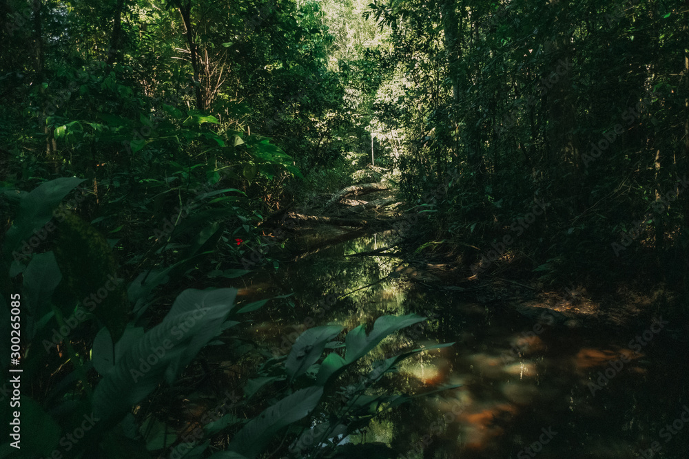Fototapeta premium AMAZONIA