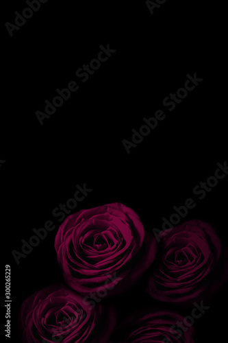 Pink rose in the dark. 暗闇の中のピンクのバラ