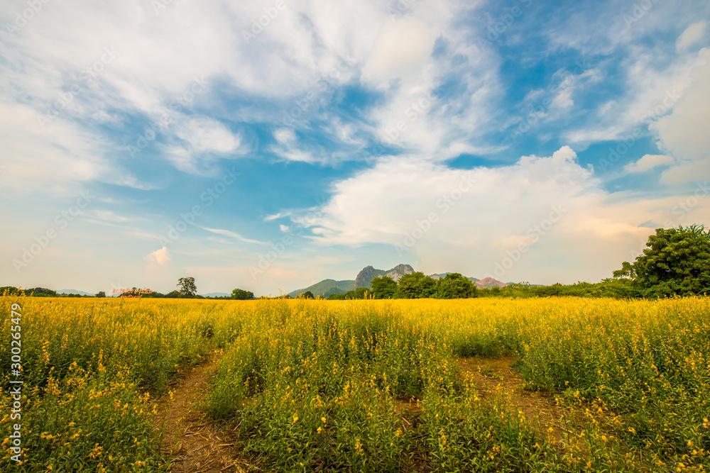 Obraz premium Yellow flower fields on the way.14