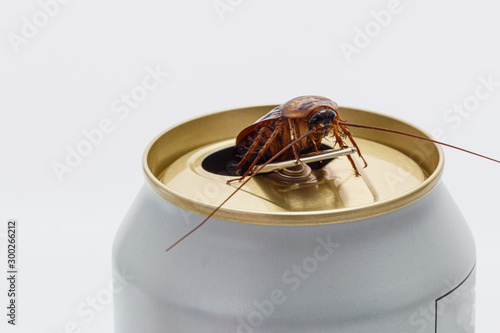 Cockroaches forage on white beverage cans. photo