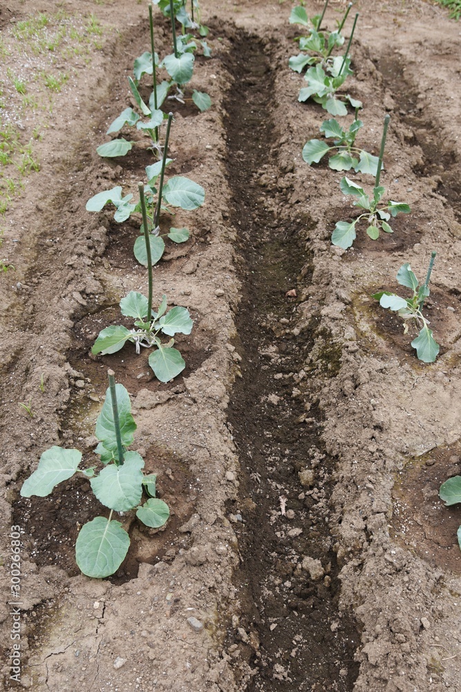 Broccoli cultivation / Broccoli is a healthy green and yellow vegetable containing a lot of vitamins,and the flower buds and stems are edible. Broccoli cultivation / Broccoli is a healthy green and yellow vegetable containing a lot of vitamins,and the flower buds and stems are edible.