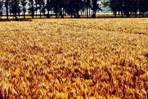 field of wheat