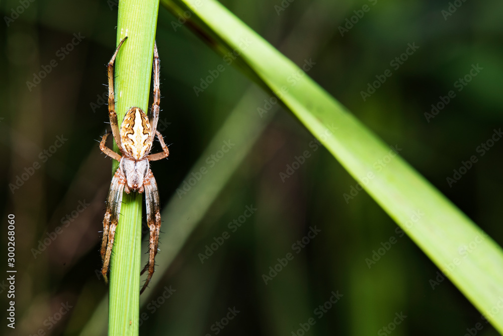Brown spider Perched on the green leaves in nature. Brown spider Perched on the green leaves in nature.