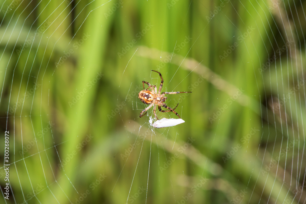 Brown spider Perched on the green leaves in nature. Brown spider Perched on the green leaves in nature.