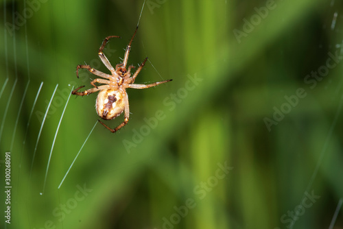 Brown spider Perched on the green leaves in nature.