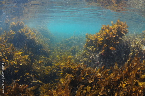 Fototapeta Naklejka Na Ścianę i Meble -  Brown stalked kelp Ecklonia radiata growing in light filled waters close to surface.