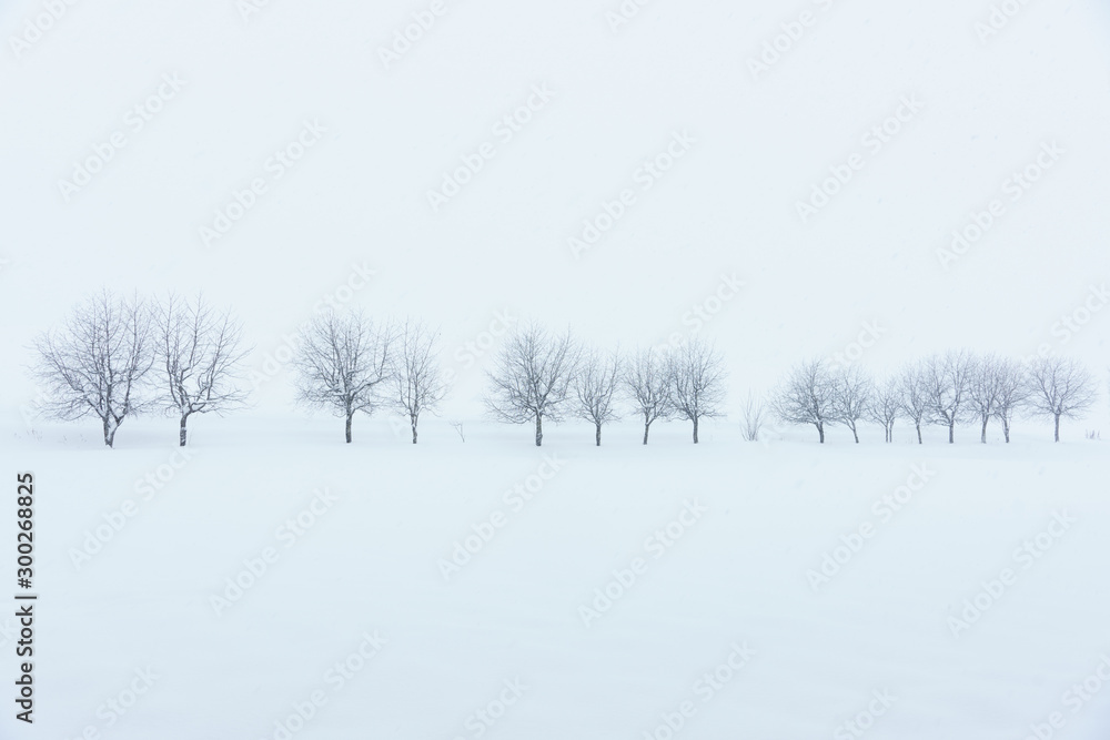 北海道美瑛冬雪景色木stock Photo Adobe Stock