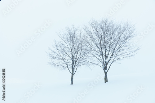 北海道 美瑛 冬 雪景色 木