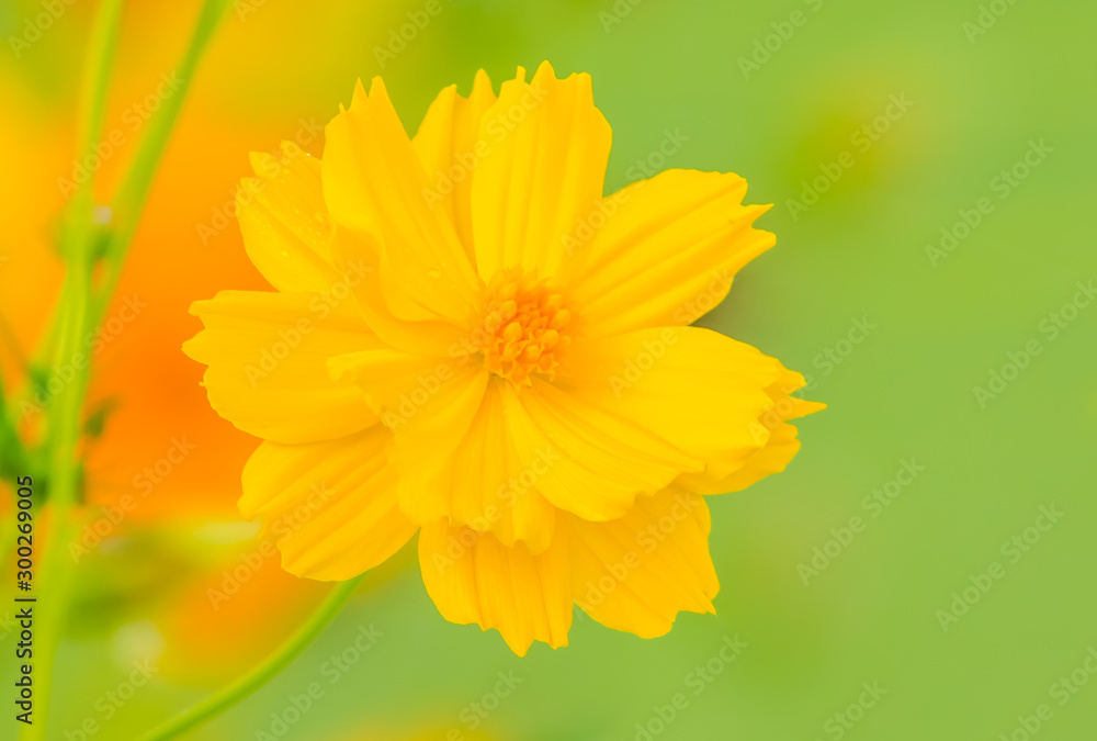 Macro images from nature.19 Macro images from nature.19