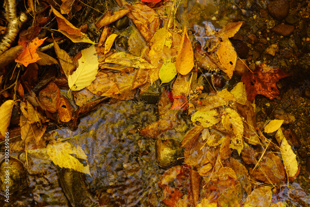 秋　紅葉　木の葉　川　水