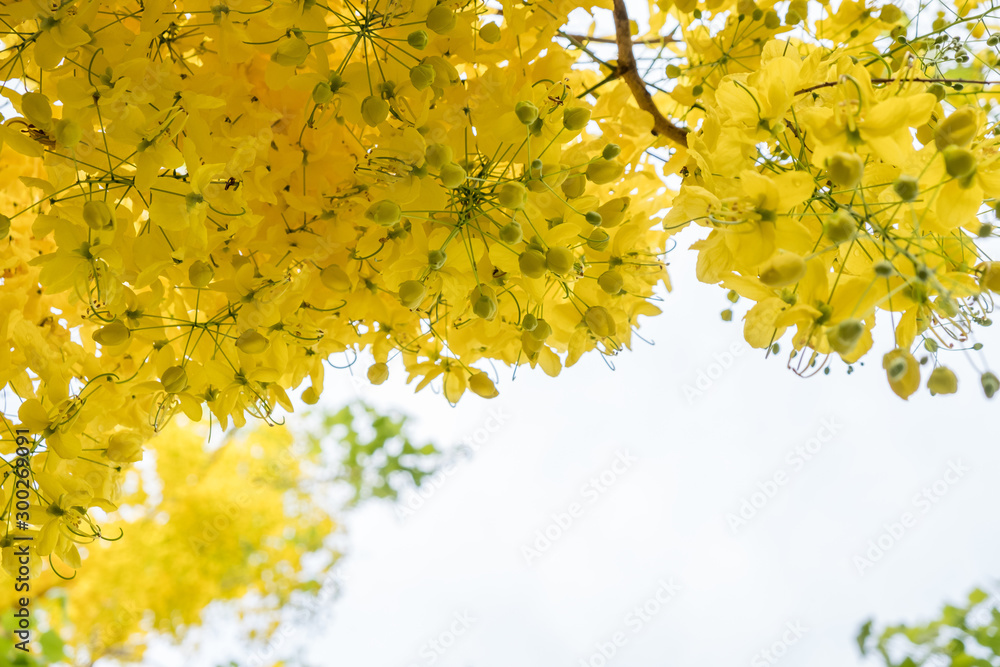 Yellow flowers and nice sky with copy space in summer a beautiful day.Blossom nature field in fresh air. Yellow flowers and nice sky with copy space in summer a beautiful day.Blossom nature field in fresh air.