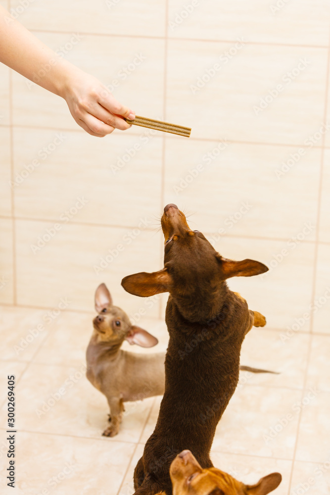 Person giving food treats to small dogs