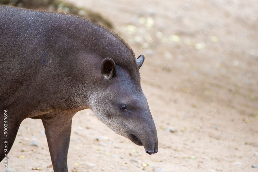 Tapir of the jungle of Peru.