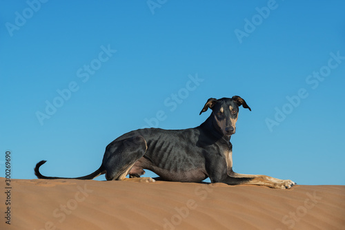 A black Sloughi dog (Arabian greyhound) on top of a sand dune in the Sahara desert of Morocco.