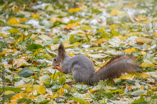 Squirrel in autumn hides nuts on the ground with fallen yellow leaves