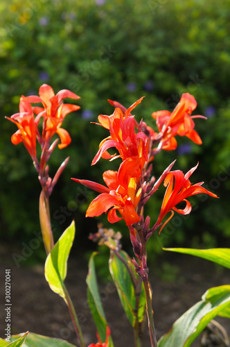 robert kemp canna lilies red flowers vertcial