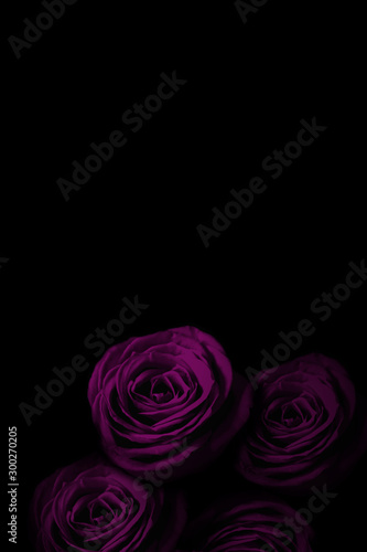 Purple rose in the dark.                                