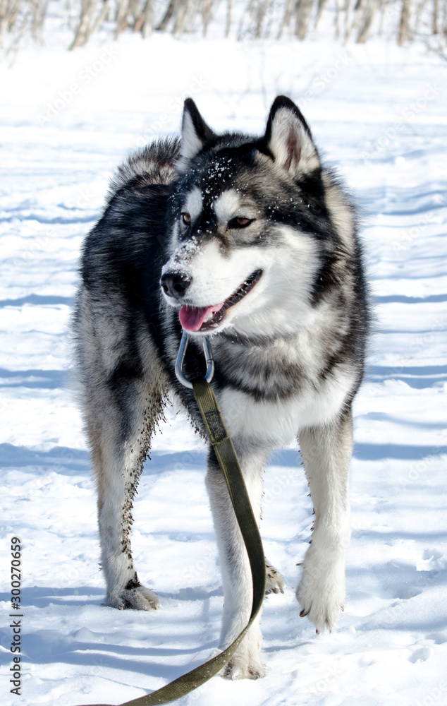 Naklejka premium portrait of siberian husky