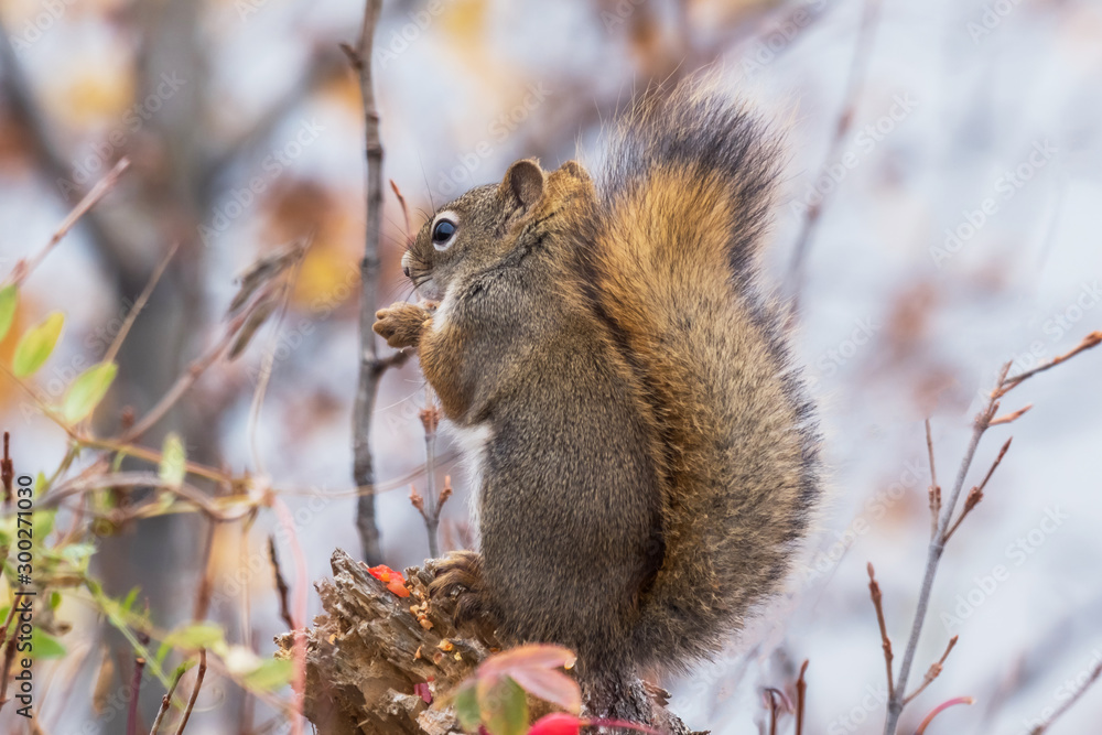 Obraz premium かわいいこりす Cute American red squirrel