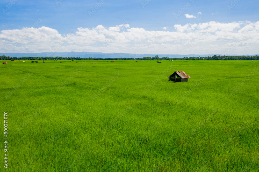 Green rice field Green rice field