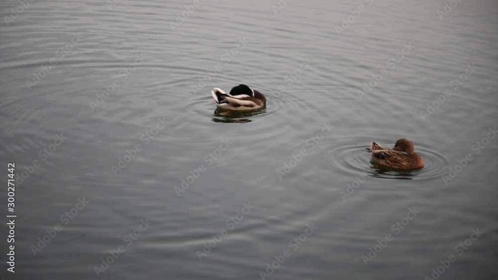 Two ducks in the water cleaning feathers Two ducks in the water cleaning feathers