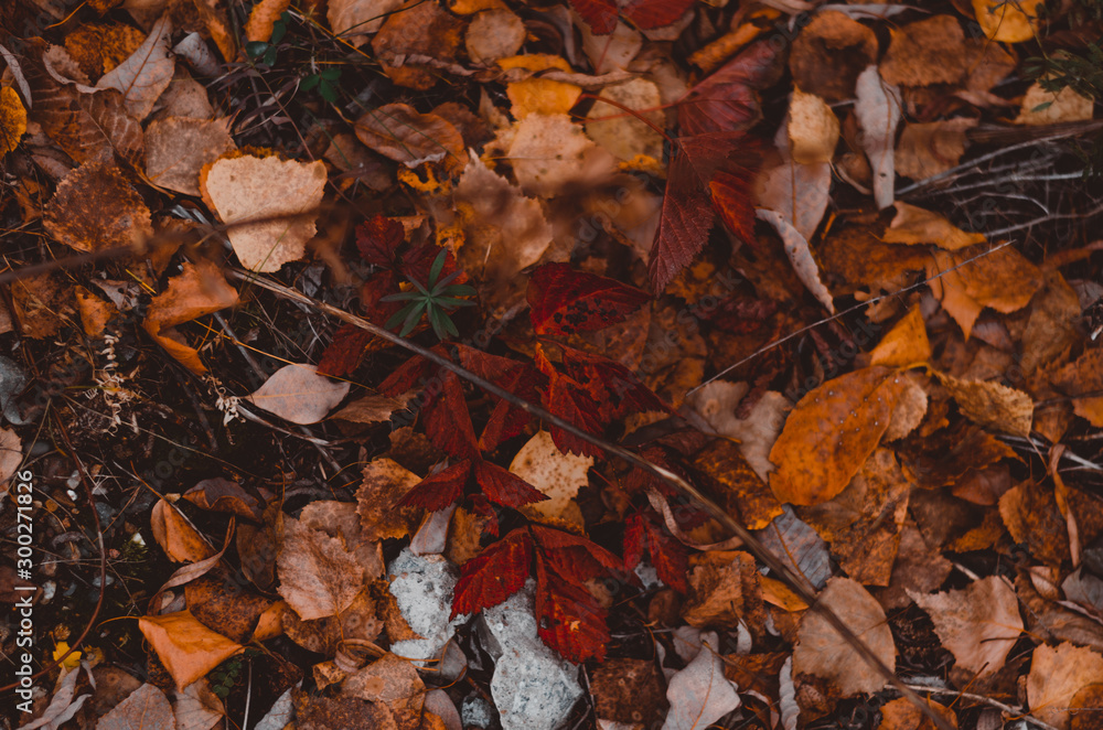 Obraz premium Golden Autumn