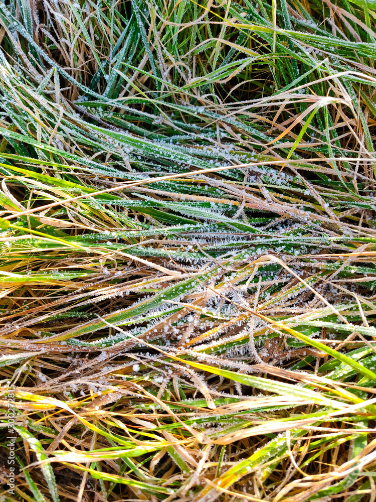Frost appears on the grass after freezing Frost appears on the grass after freezing
