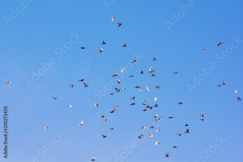 A lot of pigeons flying in the blue sky.