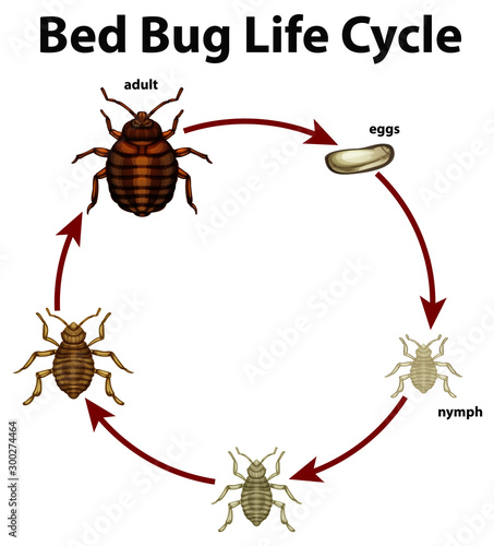 Diagram showing life cycle of bed bug
