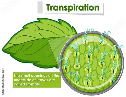Diagram showing transpiration in plant