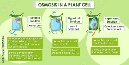 Diagram showing osmosis in plant cell