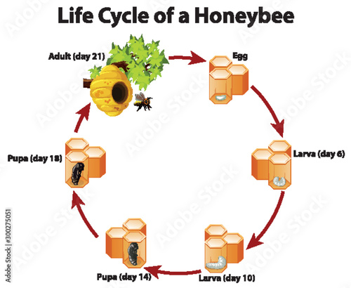 Diagram showing life cycle of honeybee