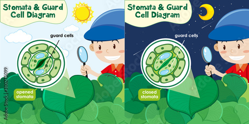 Two scenes of boy looking at plant