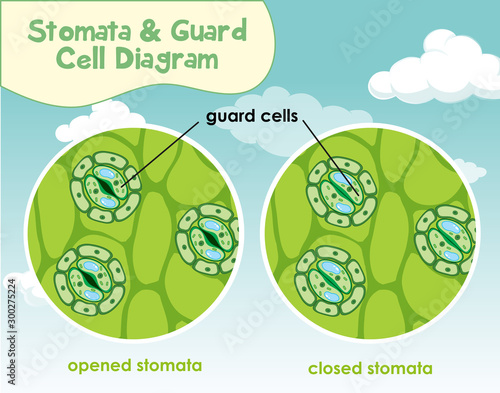 Diagram showing plant cell with stomata and guard cell