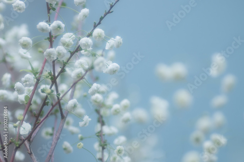 清楚な白い小花（シジミバナ） © nonisakuhana