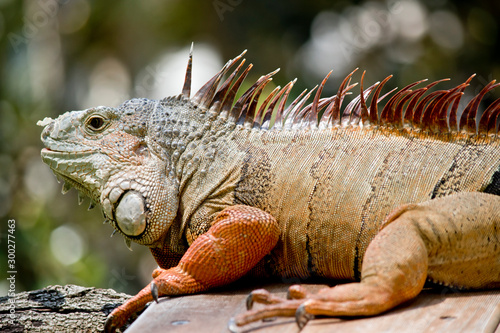 this is a side view of a green iguana