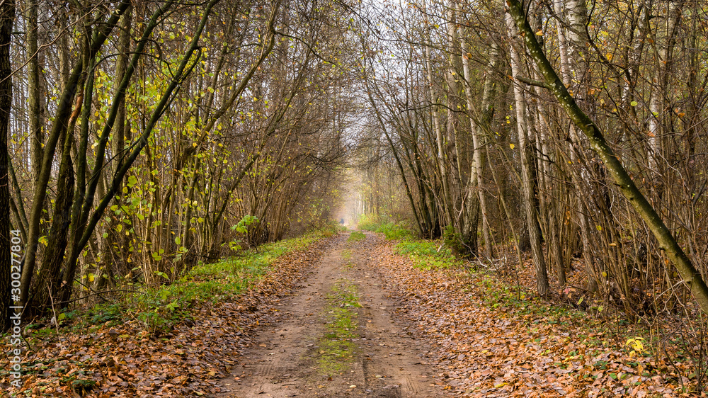 Fototapeta premium Jesień na Podlasiu, Polska