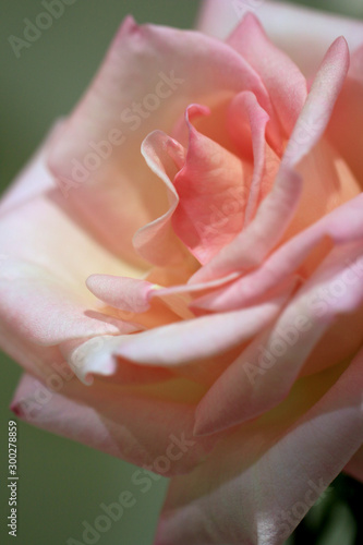 バラ ばら 薔薇 ローズ バラの花 バラのアップ